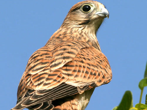 Foto: Ewald Neffe Turmfalke