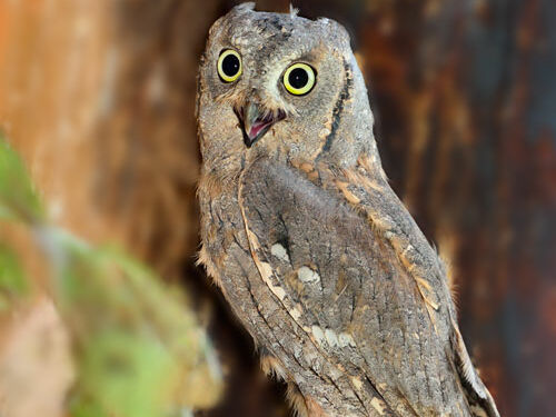 Foto: Ewald Neffe Zwergohreule