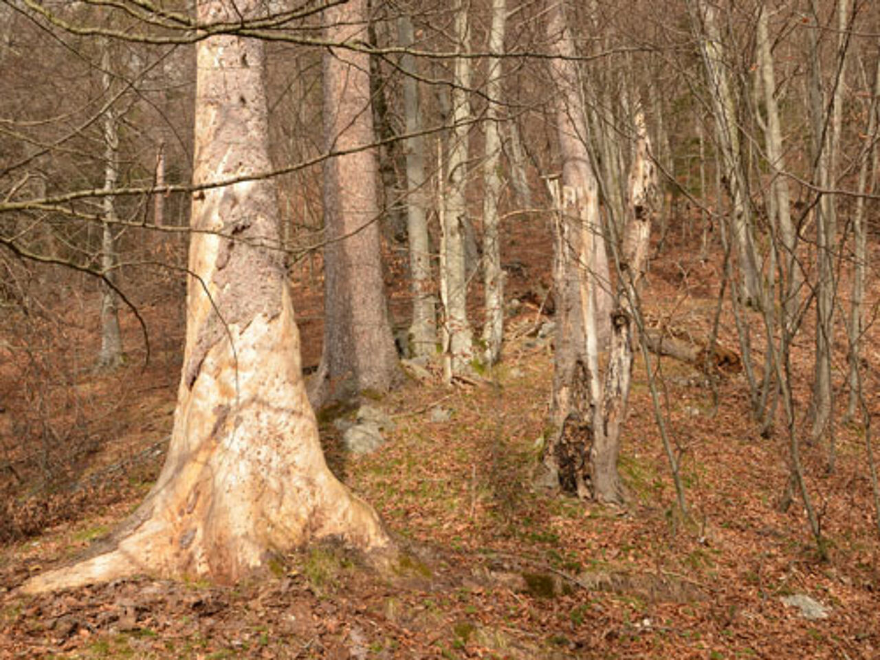 Foto: Hermann Sonntag