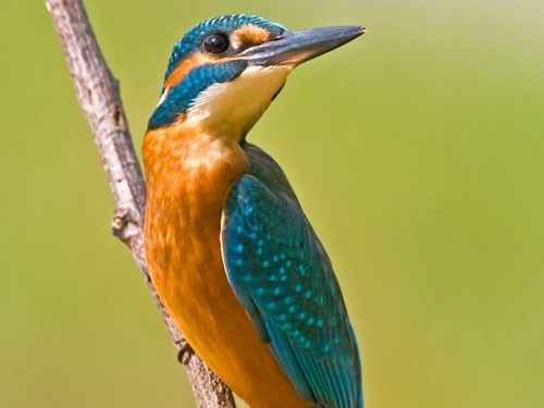 Foto: Ewald Neffe Eisvogel