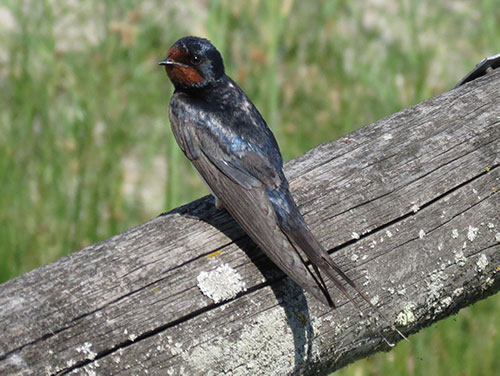 Rauchschwalbe